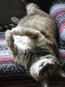 George the cat laxing out